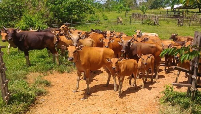 Berhasil Tekan PMK, DPKH Kaltim Tetap Perketat Perlintasan Hewan Ternak