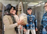 Dewan Dorong Peningkatan Kapasitas UMKM Demi Hasilkan Produk Khas Berkualitas