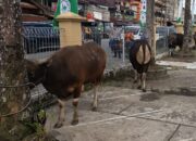 Jaga Mutu Pelaksanaan Kurban, DKP3 Balikpapan Kerahkan 15 Tim Pengawas