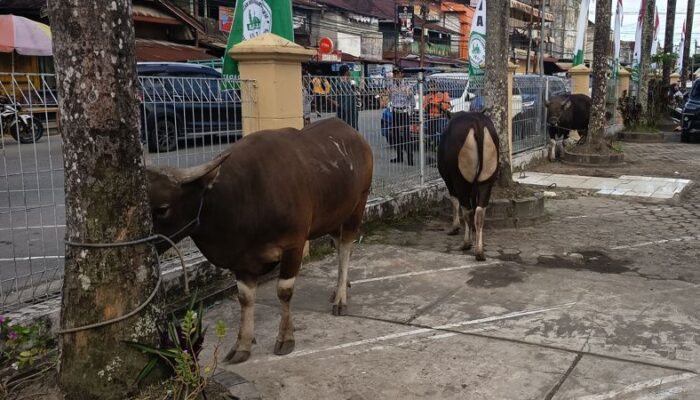 Jaga Mutu Pelaksanaan Kurban, DKP3 Balikpapan Kerahkan 15 Tim Pengawas