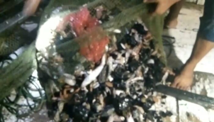 Celah Maraknya Aktivitas Bongkar Muat Batubara di Perairan Balikpapan