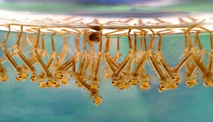 Puskesmas Gunung Sari Ilir Ungkap Strategi Efektif Menekan Potensi Demam Berdarah