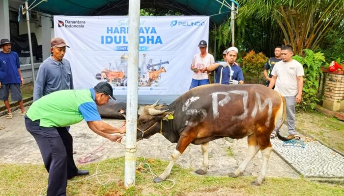 Pelindo Group Balikpapan Tebar Kepedulian Sosial Lingkungan, Momentum Iduladha Sebar Enam Sapi Kurban