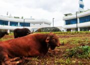 Presiden dan Wapres Berkurban di IKN, Masjid Negara Sebar Empat Ribu Lebih Paket Daging Kurban