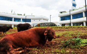 Presiden dan Wapres Berkurban di IKN, Masjid Negara Sebar Empat Ribu Lebih Paket Daging Kurban