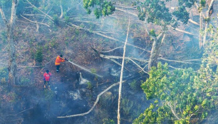 Karhutla Sulit Terkendali, Otorita IKN Pidanakan Terduga Pembalak Liar dan Sanksi Perusahan Perkebuhan