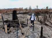 Api Melalap Area Tahura Bukit Soeharto Sepekan Terakhir, Otorita IKN: Bukan Fenomena Alam