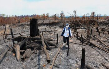 Api Melalap Area Tahura Bukit Soeharto Sepekan Terakhir, Otorita IKN: Bukan Fenomena Alam