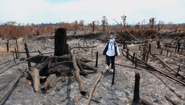Api Melalap Area Tahura Bukit Soeharto Sepekan Terakhir, Otorita IKN: Bukan Fenomena Alam